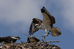 Osprey, Fish to the Nest
