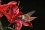 Rufous Hummingbird 1822