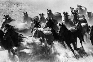 Wild Idaho Horses