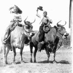 riding bulls ca. 1933