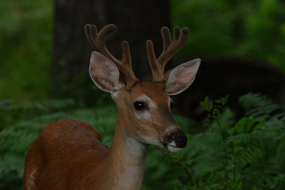 Buck in Velvet, White-tail Deer