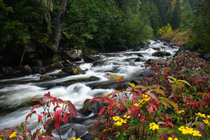 Fall folliage on Granite Creek
