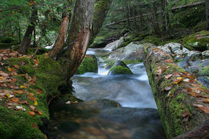 Fall on the Moss Hunt Creek