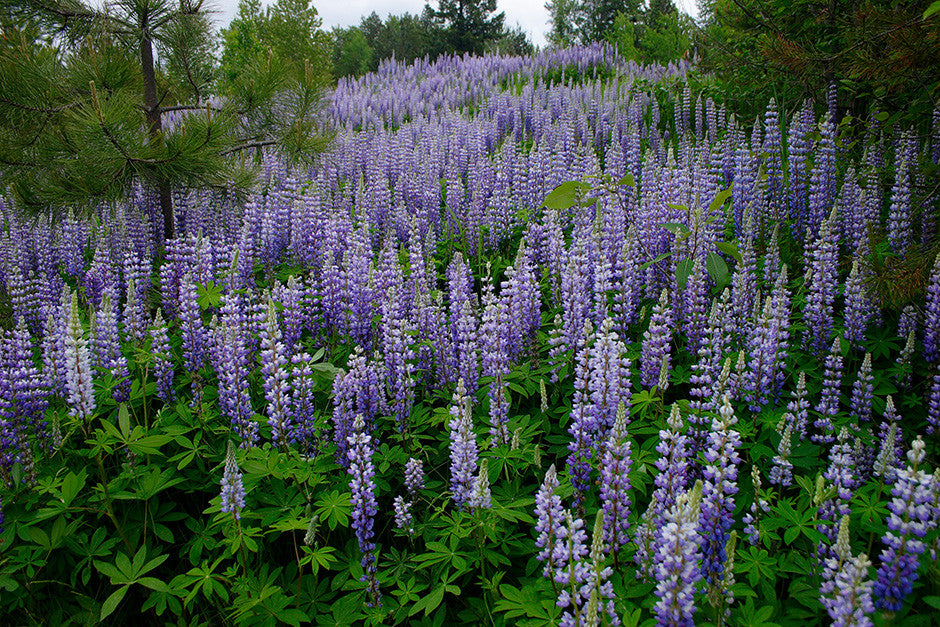 Fields of Lupines