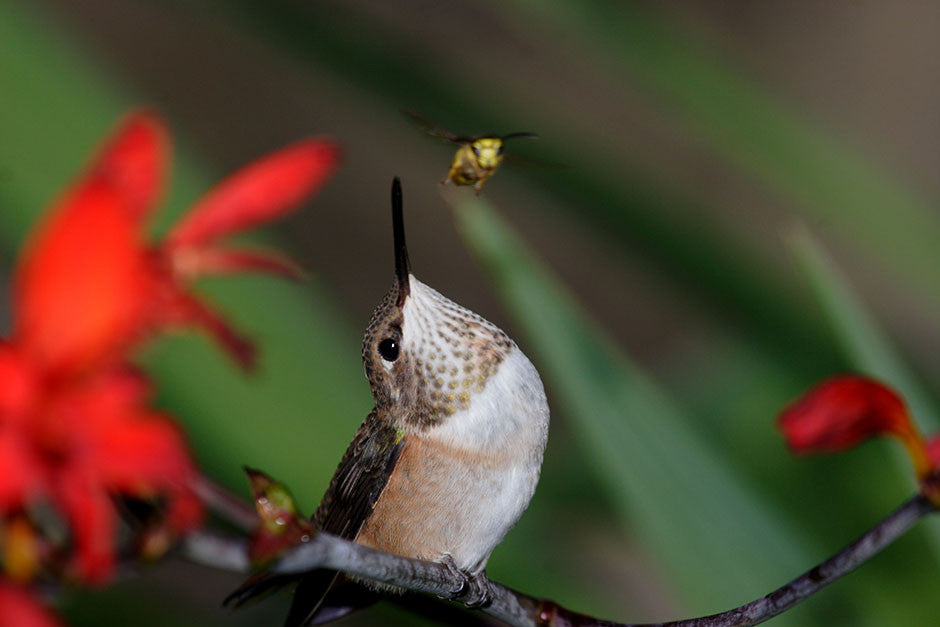 Hummer and the Bee