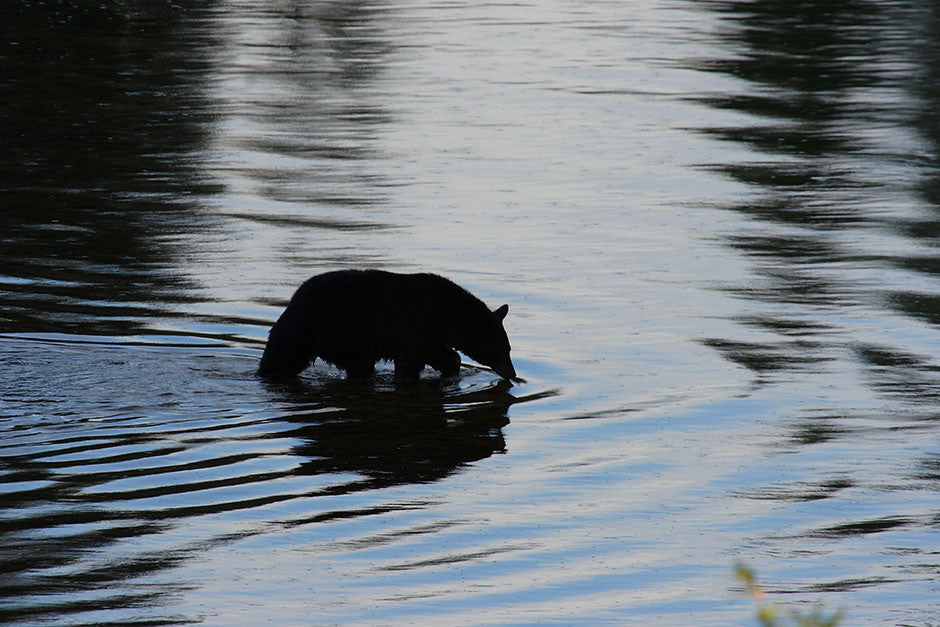Idaho Black Bear