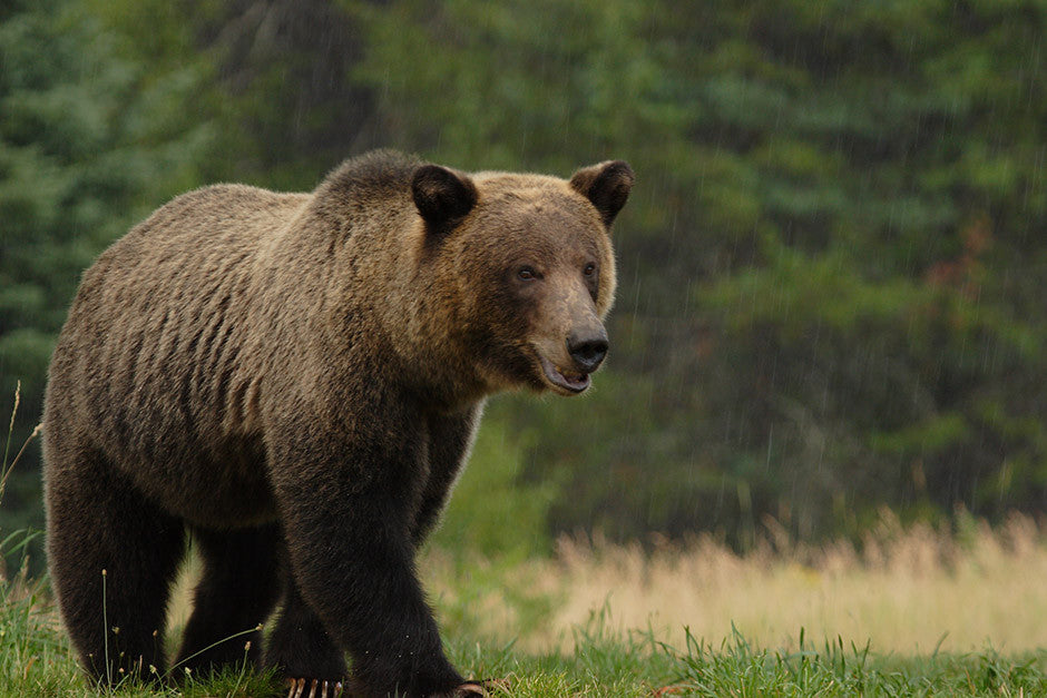 Idaho Grizzly in the Rain
