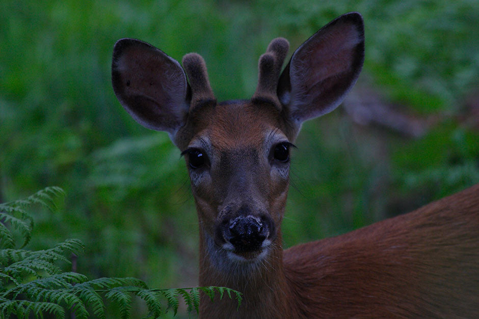 Little Buck, White-tail Deer