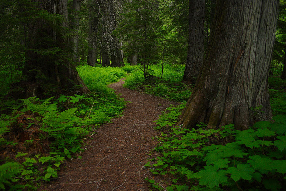 Path into Ancient Cedar Forest