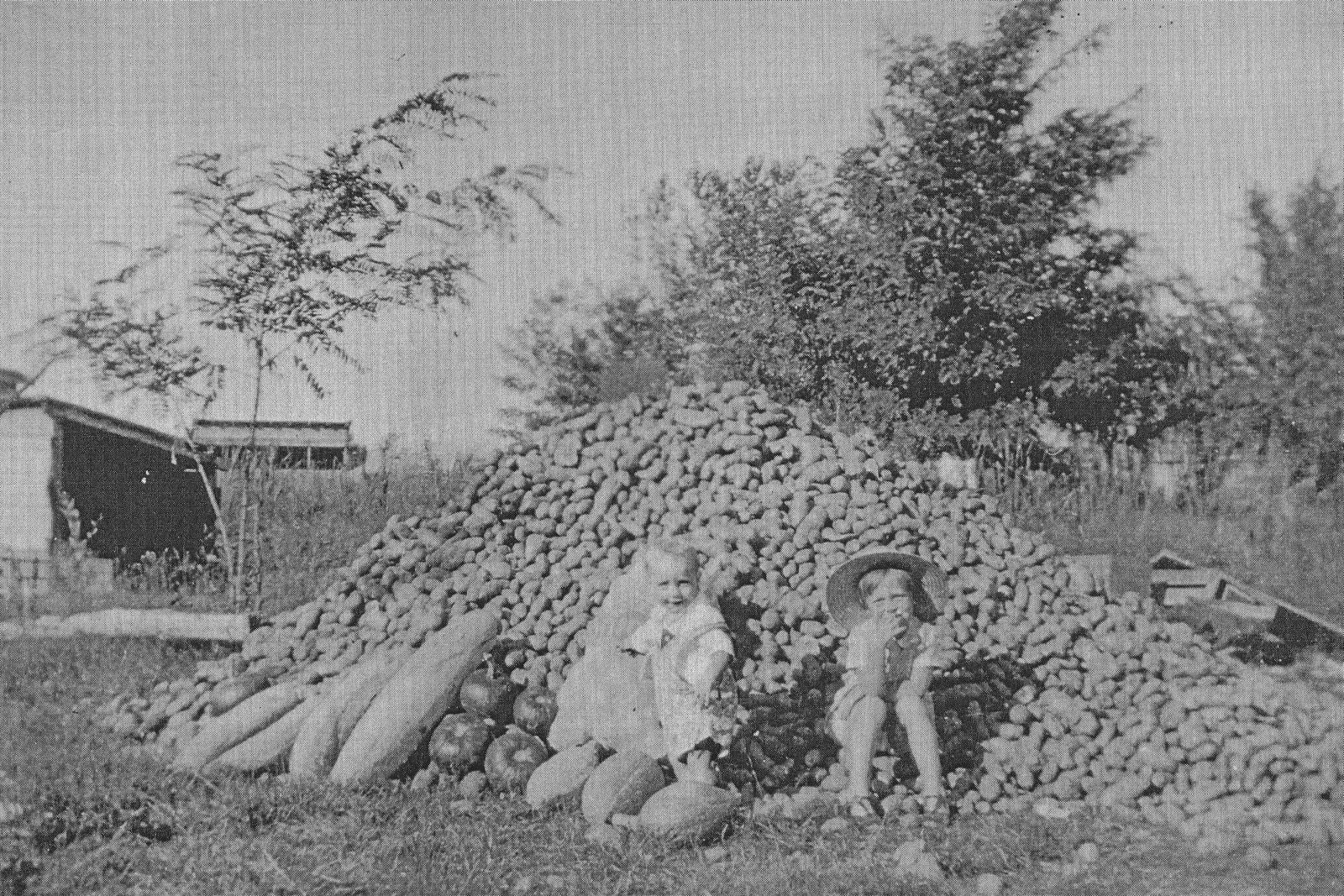 Potato and squash harvest at the Frasier homestead on Eagle Island