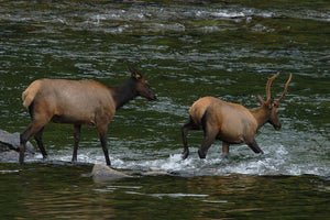 River Crossing, Elk