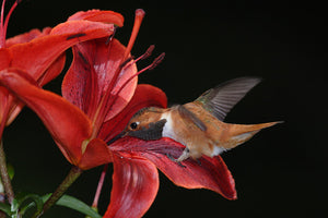 Rufous Hummingbird 1822