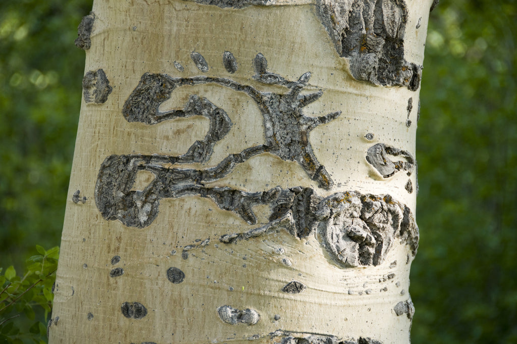 Basque Tree Carving